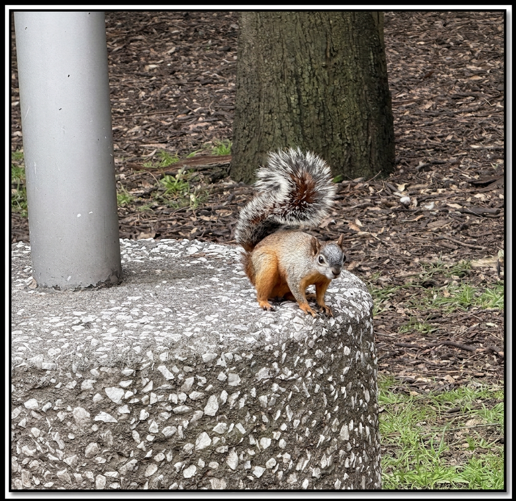 Squirrel